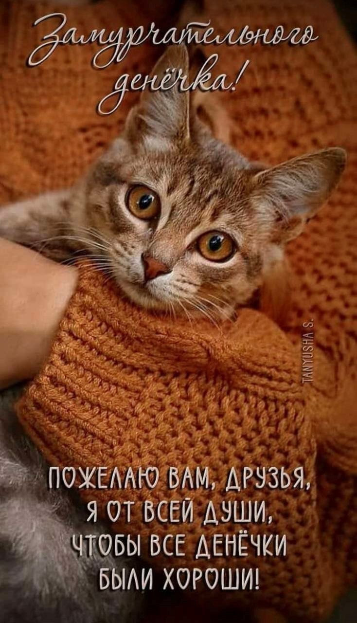 Открытка с котиком на руках хорошего дня Девушка в свитере держит на руках котика