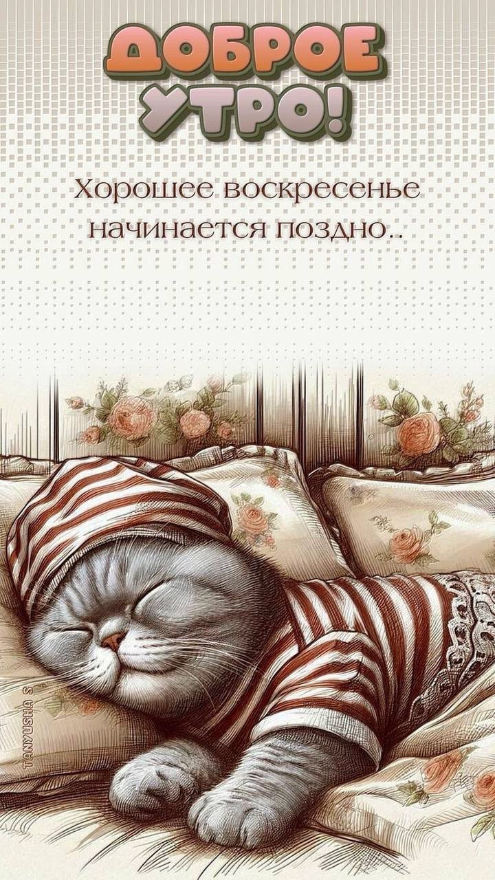 Котик спит в шапке на диване