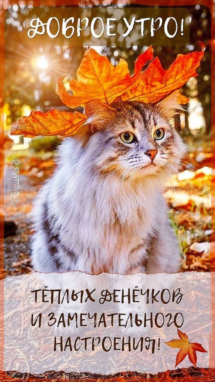 Осенняя открытка с котом доброе утро Кот с листочком на голове