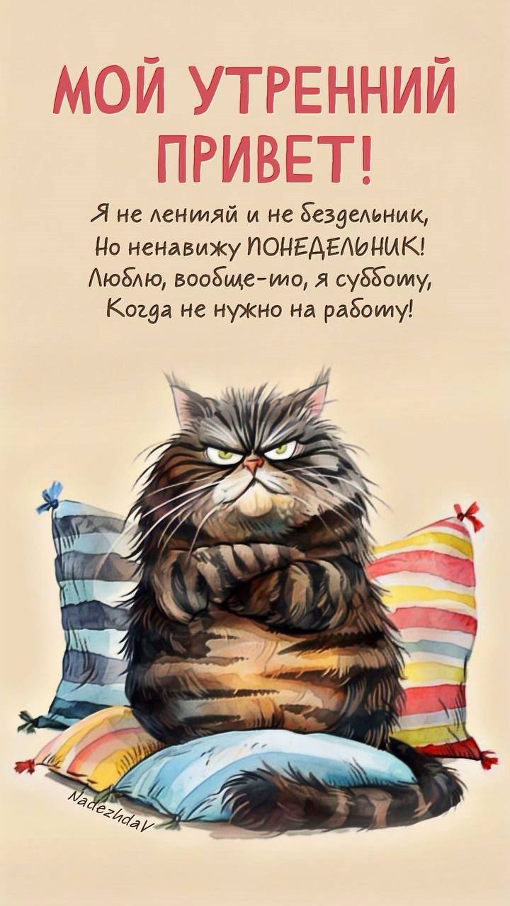 Открытка с котом утренний привет Хмурый кот