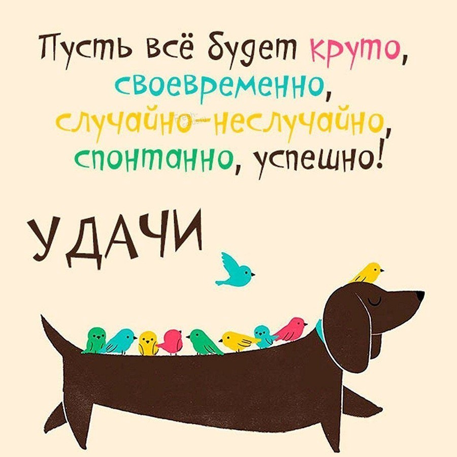 Такса с птичками на спине