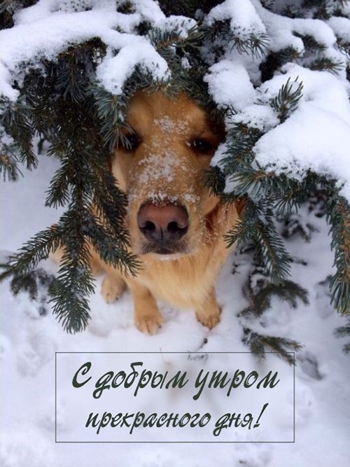 Собачка зимой сидит под елкой