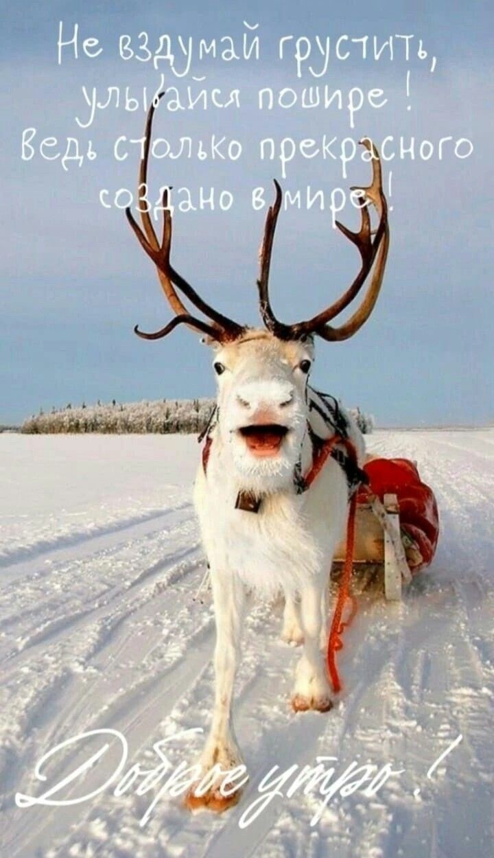 Большой олень везет сани