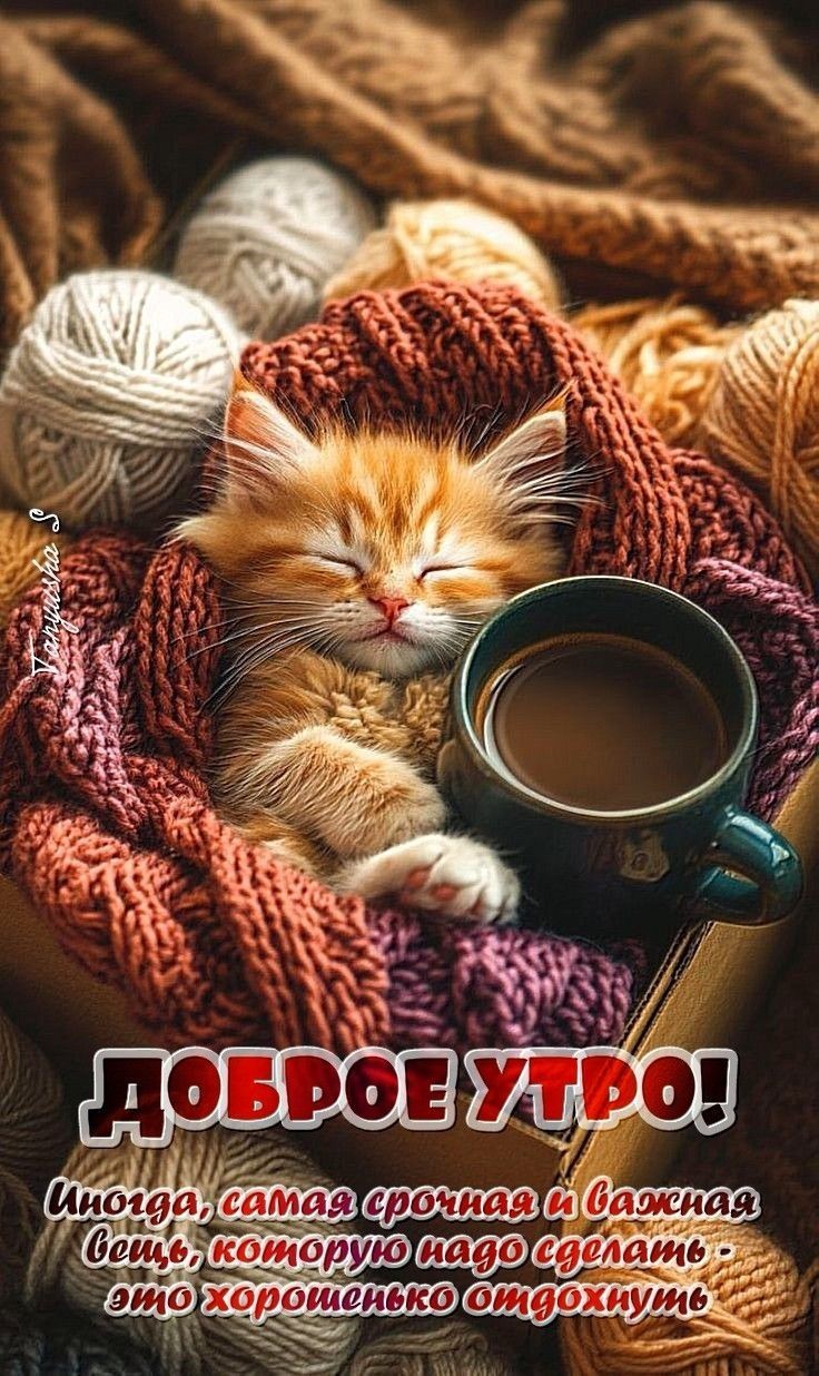 Маленький котик с чашкой кофе закутан в свитера