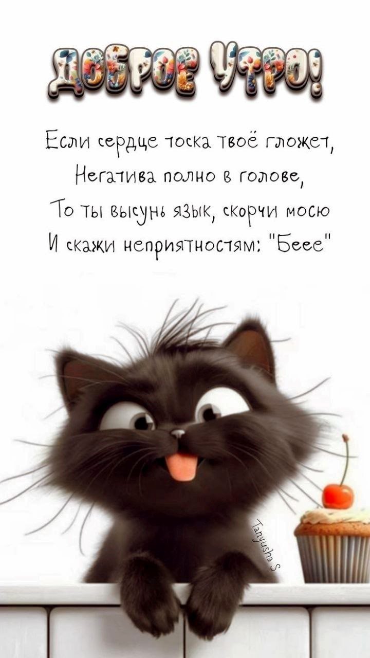Черный котик