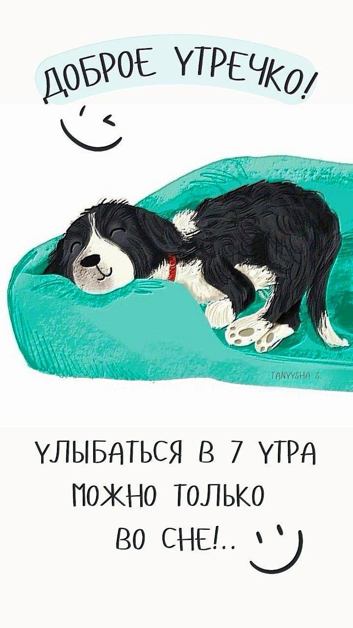 Песик лежит на диване