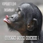 Обезьянка хочет поцеловаться