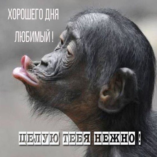 Открытка с обезьянкой целую Обезьянка хочет поцеловаться