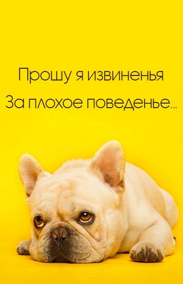 Грустная собачка