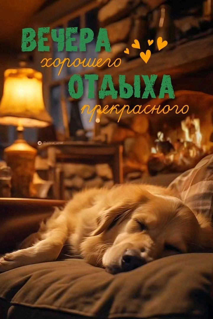 Собака спит на кровати