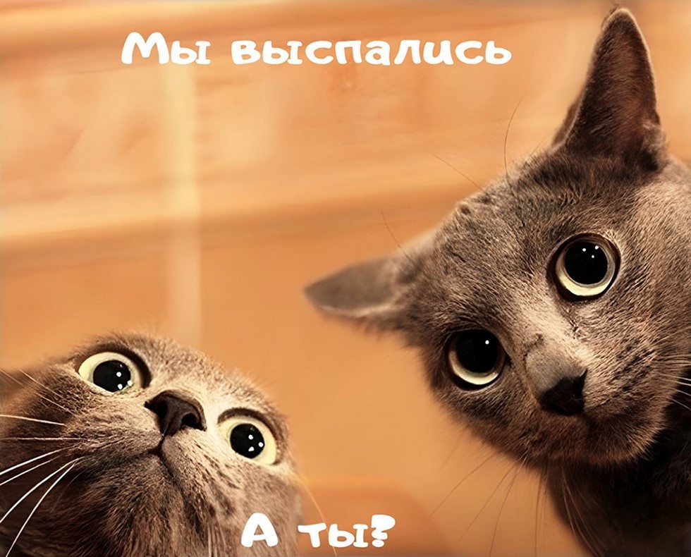 Прикольная картинка с котами с утра Два кота