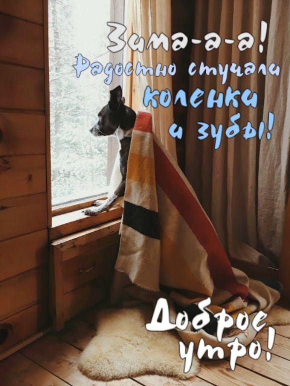 Собака с покрывалом выглядывает в окно