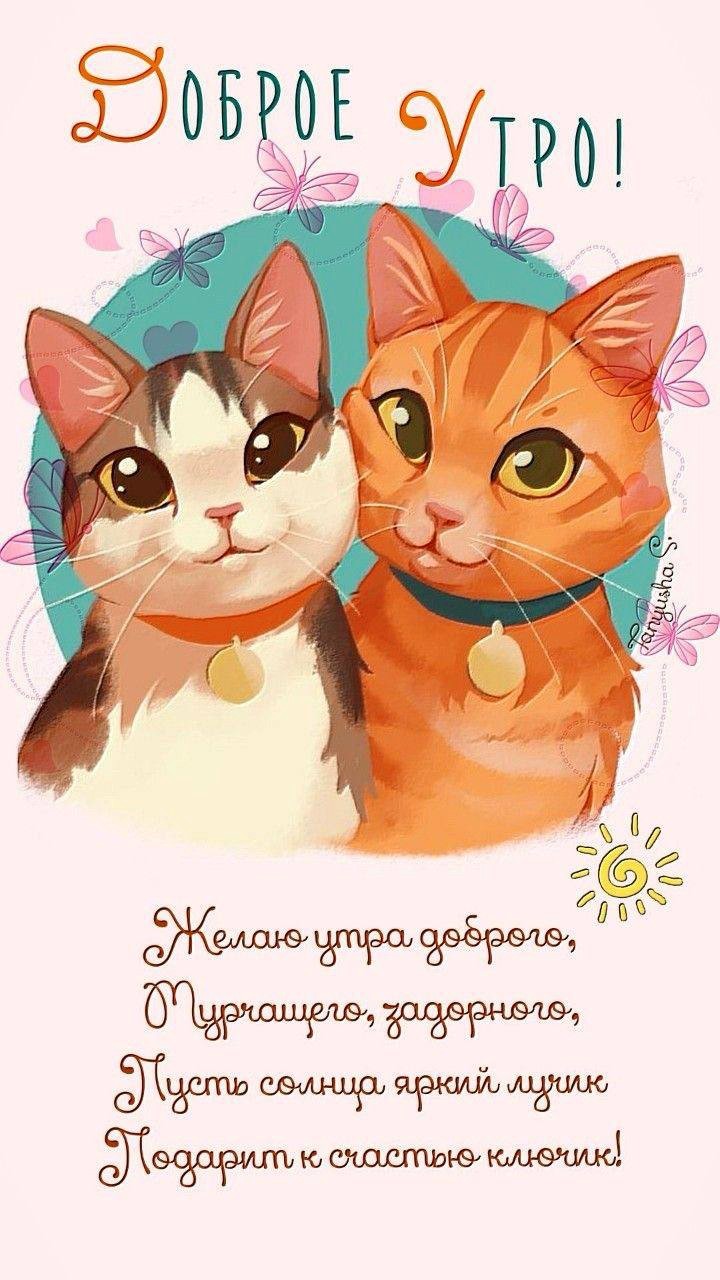 Две влюбленные кошки
