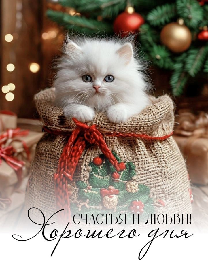 Белый пушистый в новогодней атмосфере