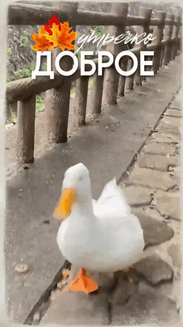 Уточка бежит по мосту