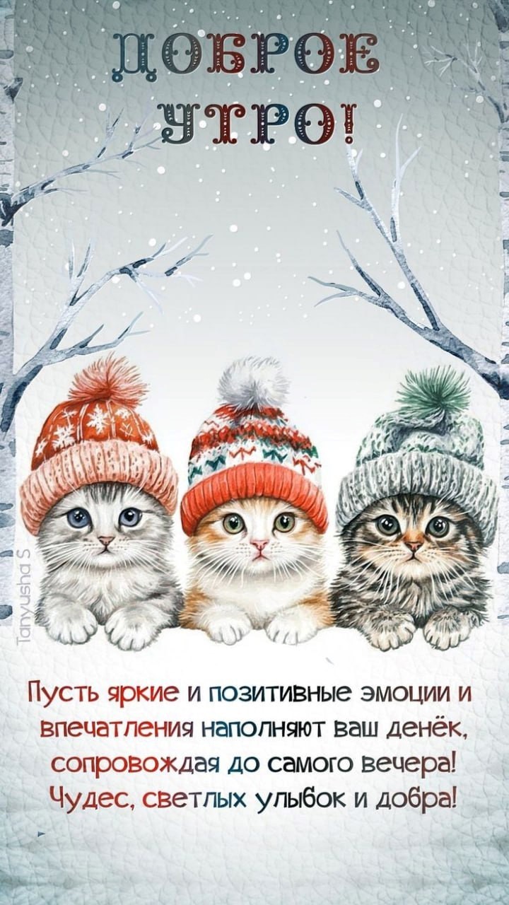 Котятки в зимних шапках
