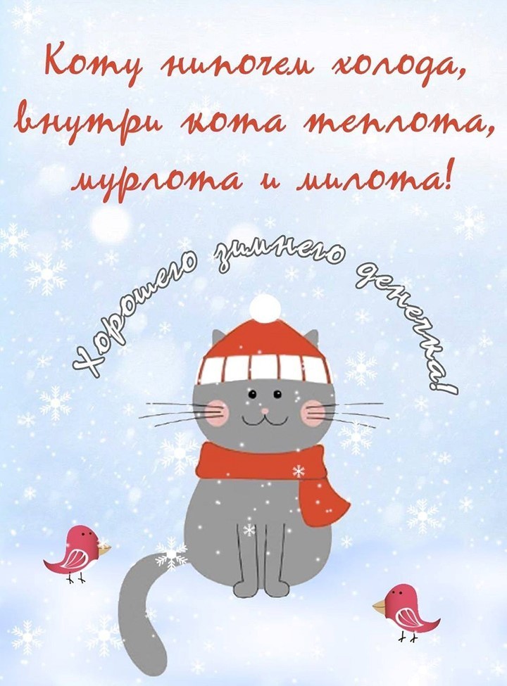 Кот на снегу в шапке и шарфе