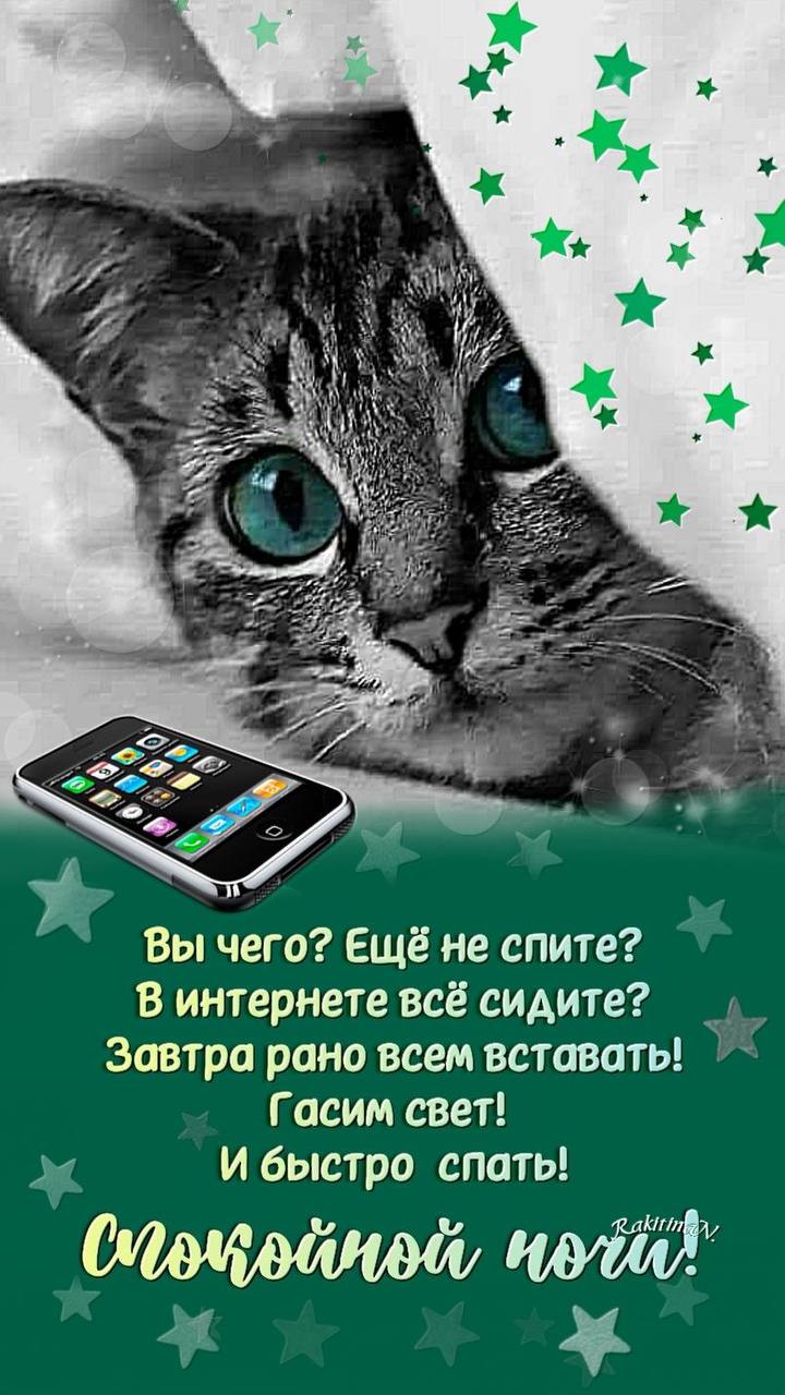 Кот и смартфон