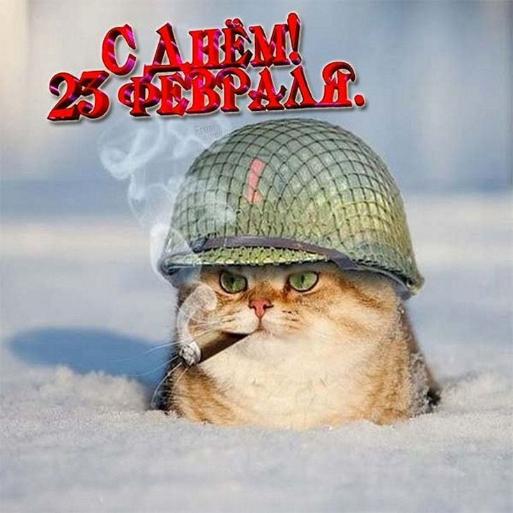 Кот с сигарой выглядывает из сугроба