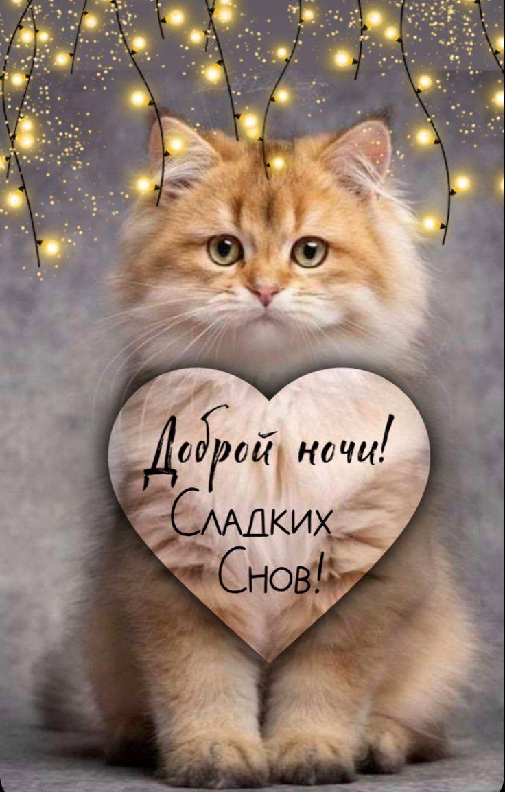 Рыжий котик с сердцем
