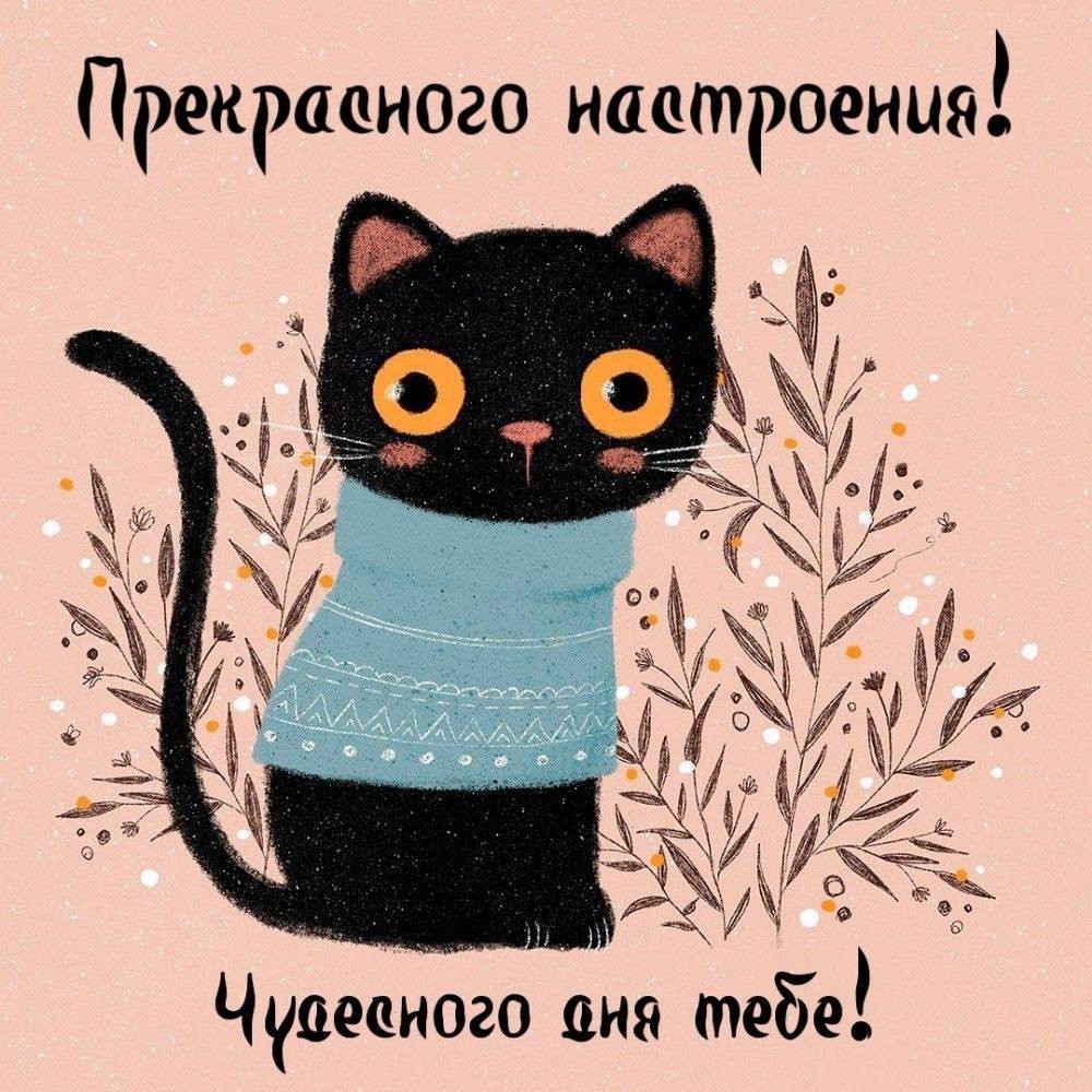 Открытка прекрасного настроения с котиком Черный котик