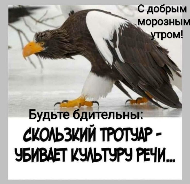 Орел на льду