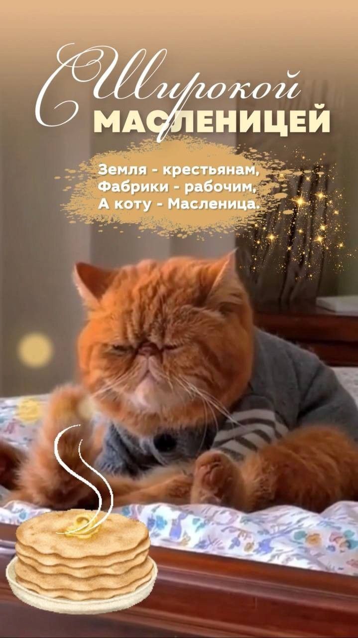 Кот с блинами