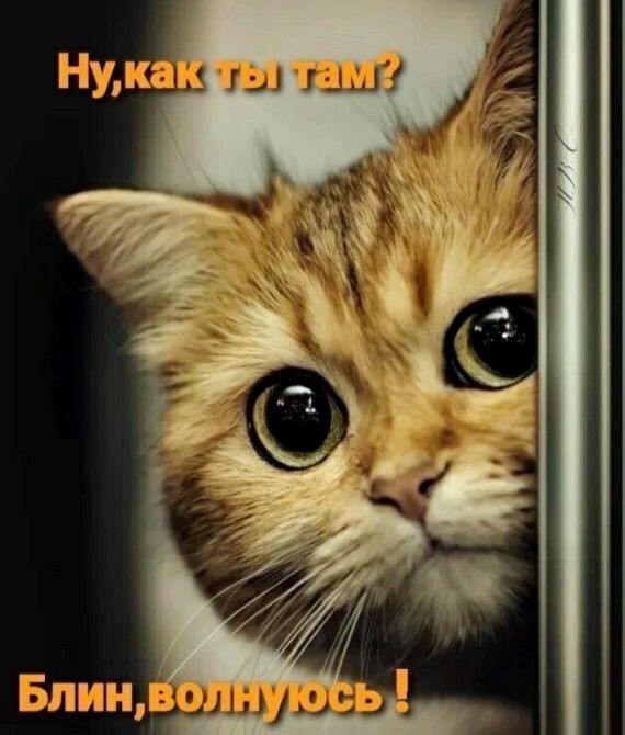 Провинившийся кот
