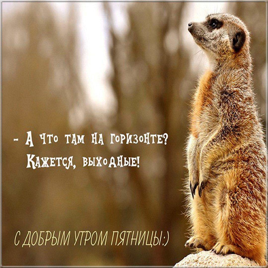 Открытка с хорьком доброе утро пятницы Хорёк куда-то смотрит