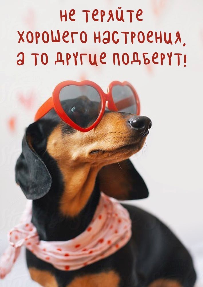Такса в очках с сердечками