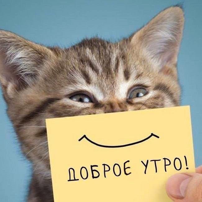 Забавный котенок