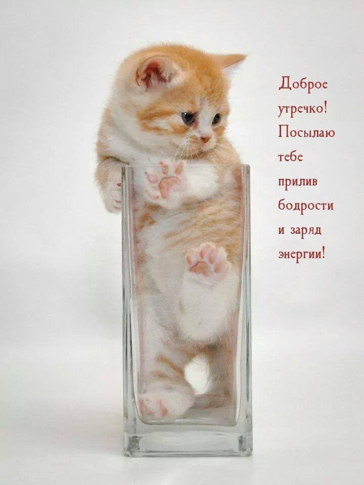 Котенок в вазе