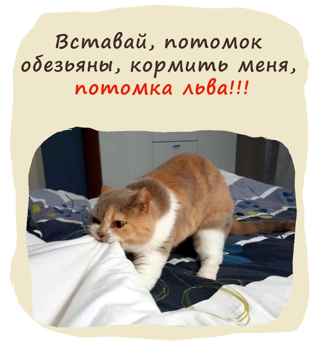 Кот будит хозяина