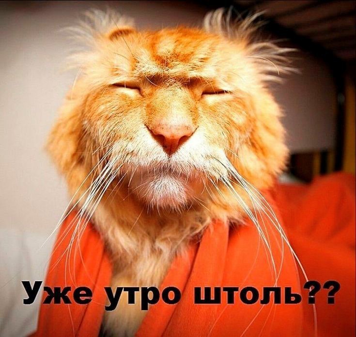 Рыжий кот жмурится от света