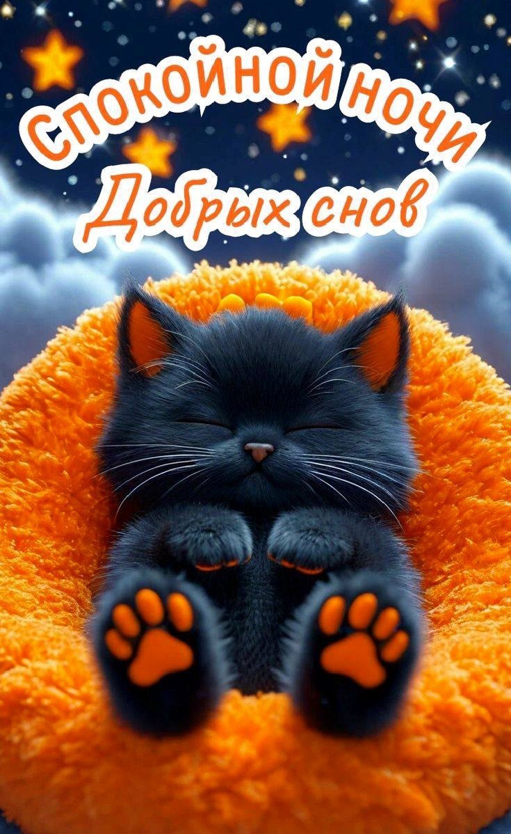 Черный кот