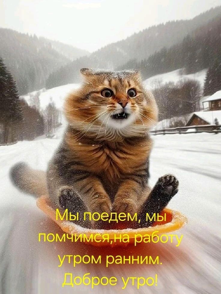 Кот летит по снежной горке