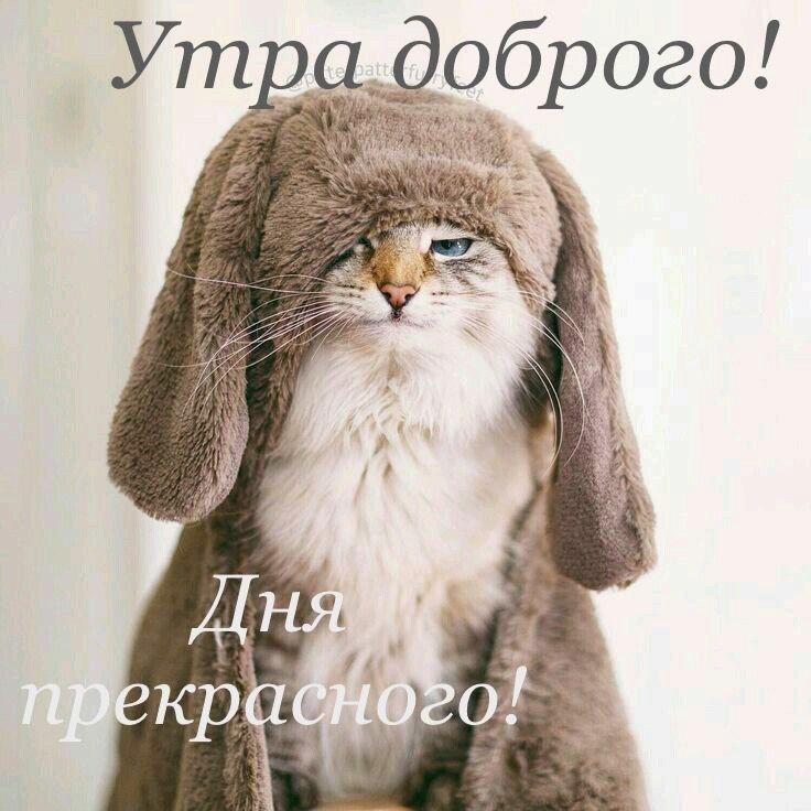 Серьезный кот в заячьей одежде