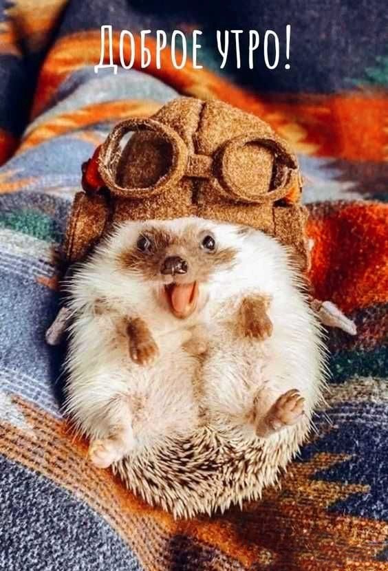 Смешной Ежик в шапке летчика