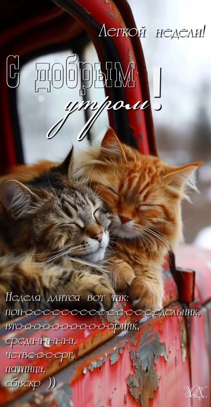 Открытка доброе утро с котами Два кота дружно сидят в машине