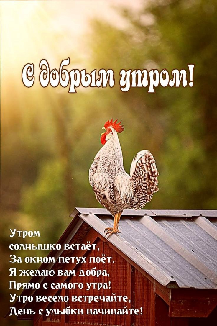Петух кукарекает утром на крыше будки