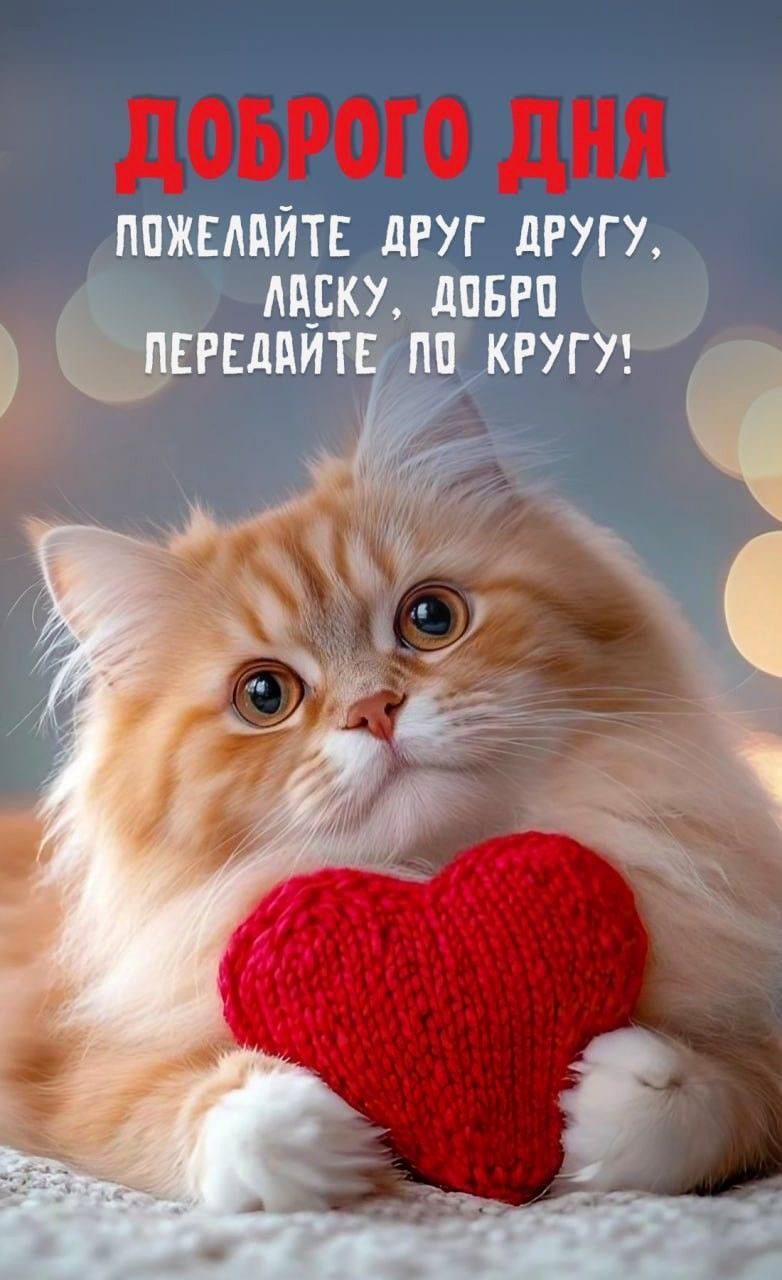 Кот с сердечком приветствует с добрым днем