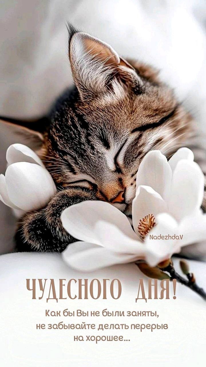 Кот спит с цветами