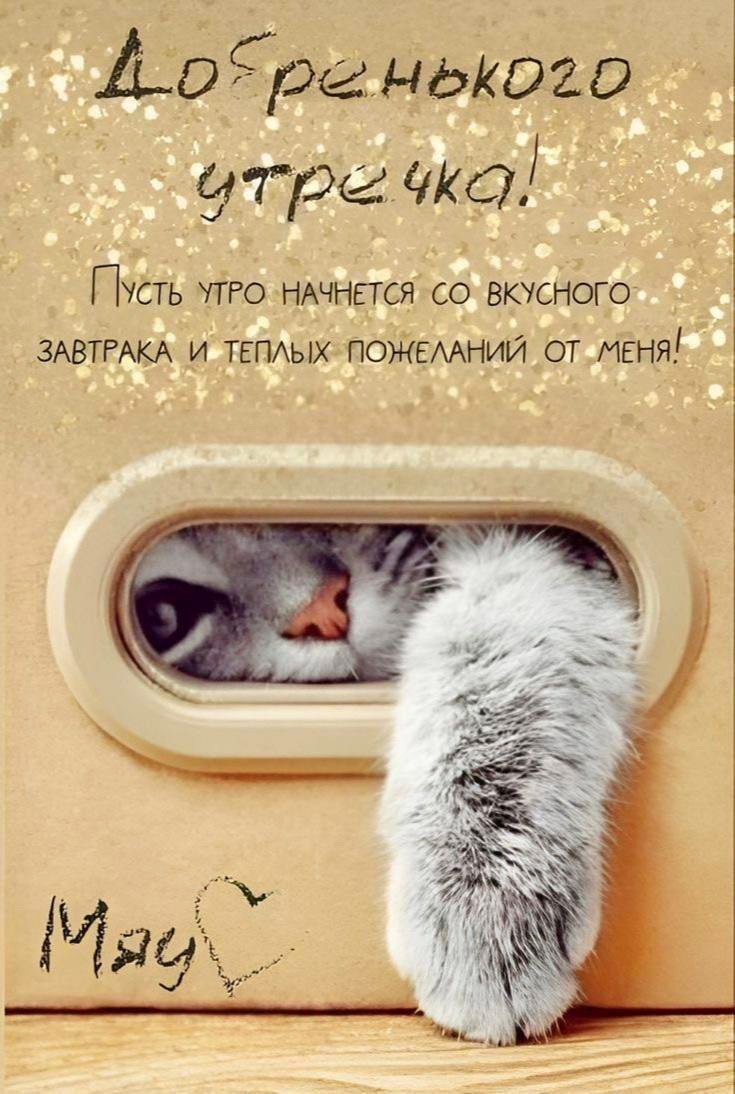 Котик приветствует утром