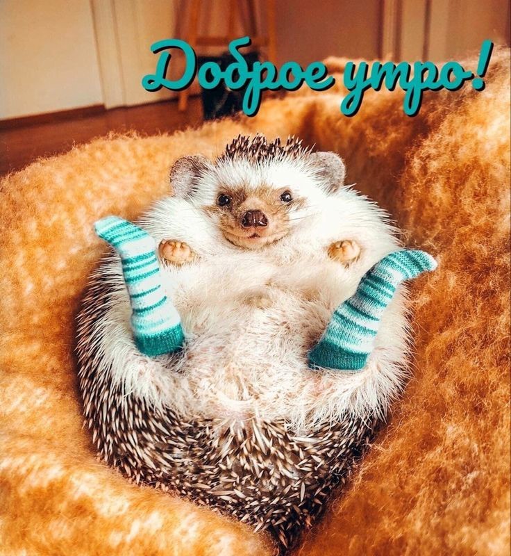 Милый ёжик лежит пузом вверх
