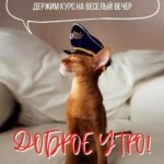Доброе утро пятницы с котиком в фуражке