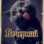 Вечерний приветик от кота