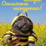 Французский бульдог как пчела