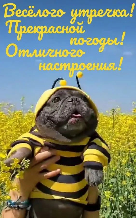 Французский бульдог как пчела